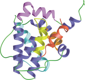 Apoptosis: BH1-4ドメイン