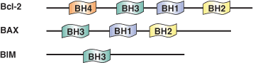 Apoptosis: BH1-4 Domains