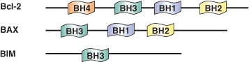 Apoptosis: BH1-4ドメイン