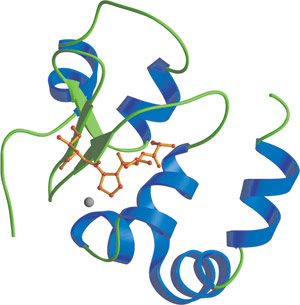 Apoptosis: BIR Domain