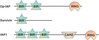 Apoptosis: BIRドメイン