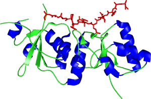 リン酸化セリン/スレオニン結合BRCTドメイン