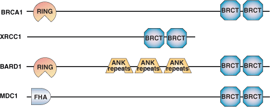Phospho-Ser/Thr-Binding: BRCT Domain