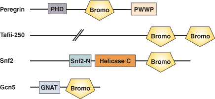 Chromatin Remodeling: BROMO Domain