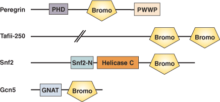 クロマチンのリモデリング：BROMOドメイン