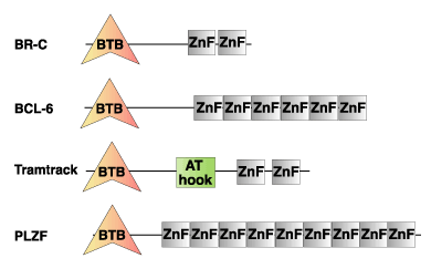 Chromatin Remodeling: BTB/POZ Domain