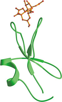 Phospholipid Binding: C1 Domain
