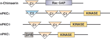 Phospholipid Binding: C1 Domain