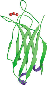 Phospholipid Binding: C2 Domain