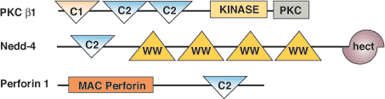 リン脂質結合：C2ドメイン