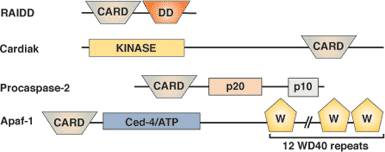 Apoptosis: CARDドメイン