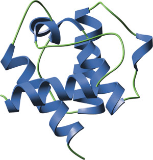 Phospho-Ser/Thr Binding: CH Domain