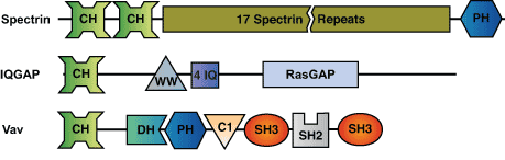 Phospho-Ser/Thr Binding: CH Domain