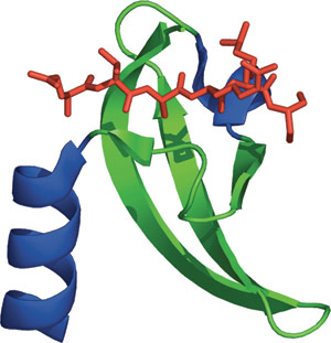 Chromatin Remodeling: Chromo Domain