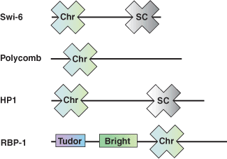 Chromatin Remodeling: Chromo Domain