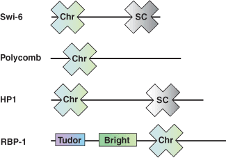 クロマチンのリモデリング：Chromoドメイン