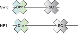 Chromatin Remodeling: CSD Domain