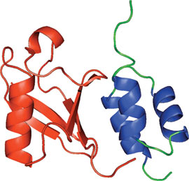 Ubiquitin Binding: CUE Domain