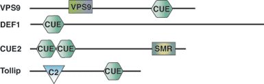 Ubiquitin Binding: CUE Domain