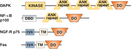 Apoptosis: Death Domain