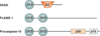 Apoptosis: DED Domain