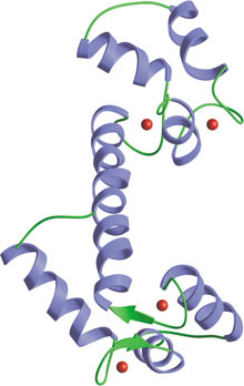 Calcium Binding: EF-hand Domain