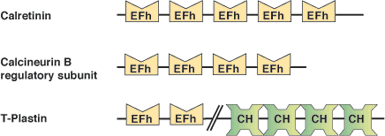 カルシウム結合：EF-Handドメイン