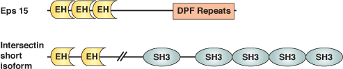 Vesicle Trafficking: EH Domain