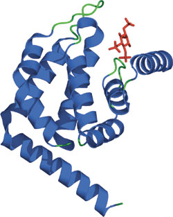Phospholipid Binding: ENTH Domain