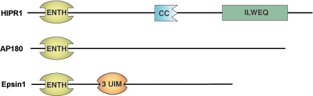 Phospholipid Binding: ENTH Domain