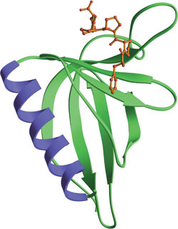 Pro-Rich Sequence Binding: EVH1 Domain