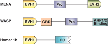 Pro-Rich Sequence Binding: EVH1 Domain