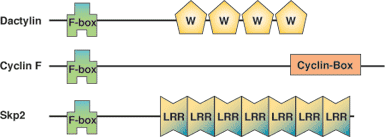 Protein Degradation: F-Box Domain