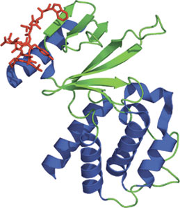 Phospholipid Binding: FERM Domain