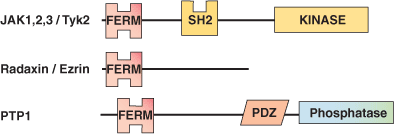 Phospholipid Binding: FERM Domain