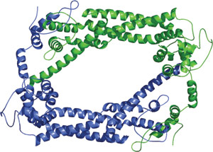 Cytoskeletal Modulation: FH2 Domain