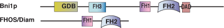 Cytoskeletal Modulation: FH2 Domain