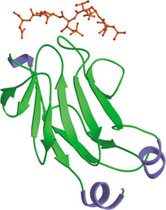 Phospho-Ser/Thr Binding: FHA Domain