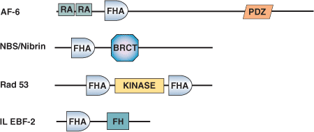 Phospho-Ser/Thr Binding: FHA Domain