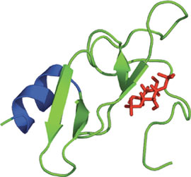 Phospholipid Binding: FYVE Domain