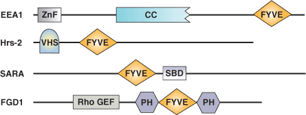 Phospholipid Binding: FYVE Domain