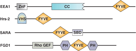 リン脂質結合：FYVEドメイン