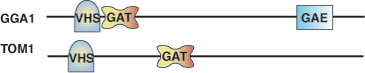 Ubiquitin Binding: GAT Domain