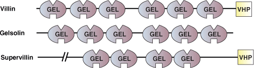 細胞骨格の調節：GELドメイン