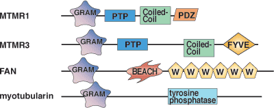 Phospholipid Binding: GRAM Domain