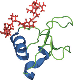 Pro-Rich Sequence Binding: GYF Domain