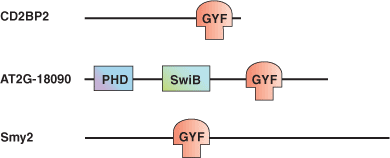 プロリンリッチシーケンス結合：GYFドメイン