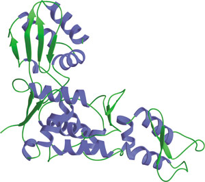Protein Degradation: HECT Domain