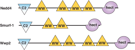 Protein Degradation: HECT Domain