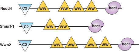 タンパク質分解：HECTドメイン